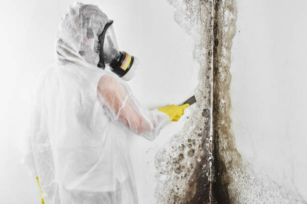 Maxwell, CA Mold Removal Company