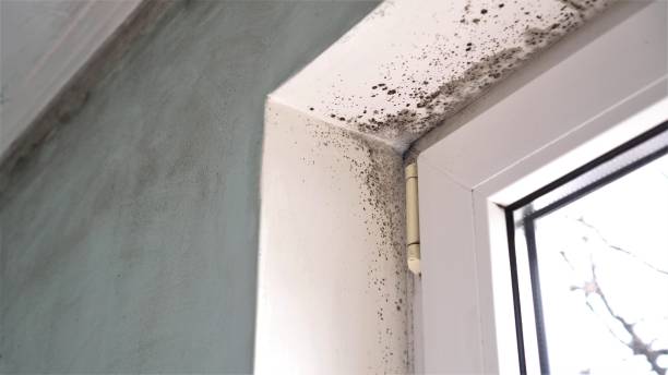 Best Mold Damage Repair  in Maxwell, CA