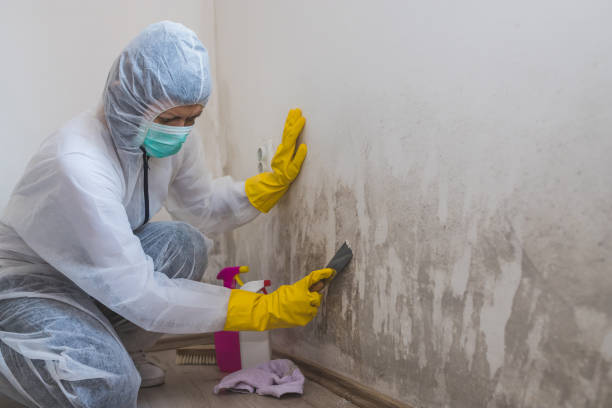 Best Mold Damage Repair  in Maxwell, CA