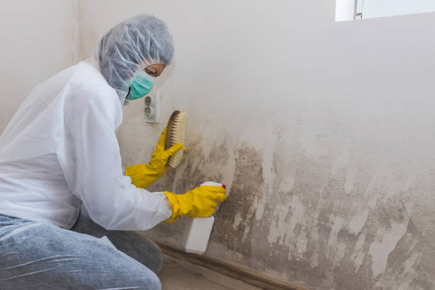Best Office Mold Removal Services  in Maxwell, CA
