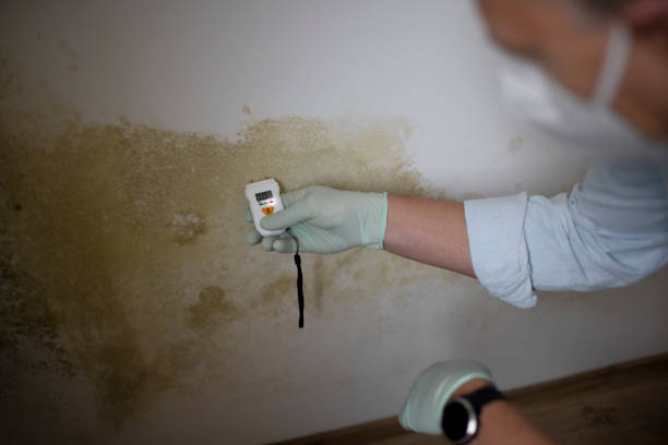 Best Attic Mold Removal  in Maxwell, CA