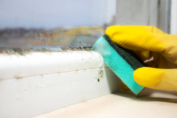 Best Residential Mold Removal  in Maxwell, CA