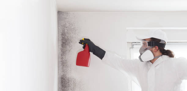 Best Local Mold Removal Service  in Maxwell, CA