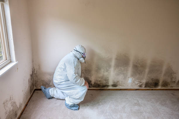 Best Toxic Mold Removal  in Maxwell, CA