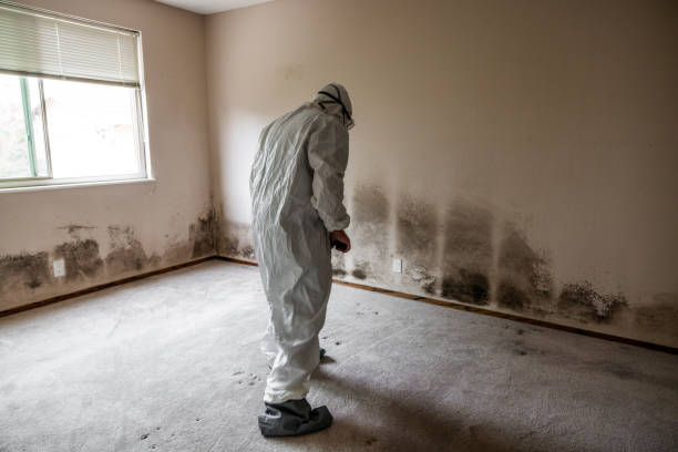 Best Mold Removal Near Me  in Maxwell, CA