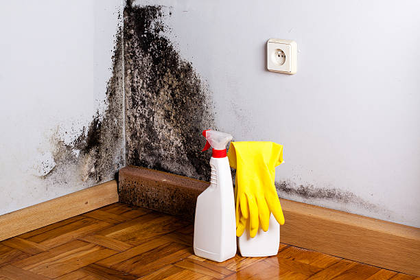 Professional Mold Removal in Maxwell, CA