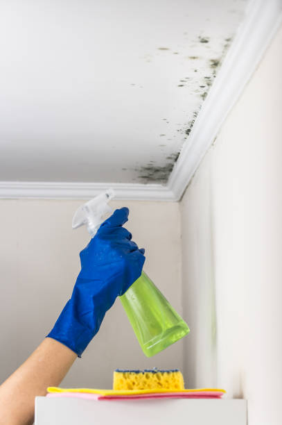 Best Mold Remediation  in Maxwell, CA
