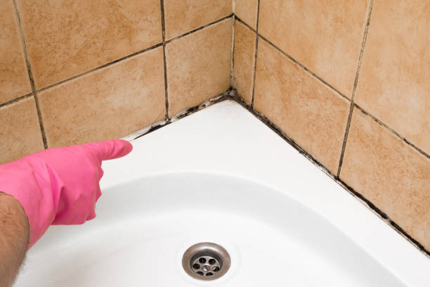 Best Fast Mold Removal  in Maxwell, CA